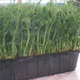 Микрозелень гороха XXL